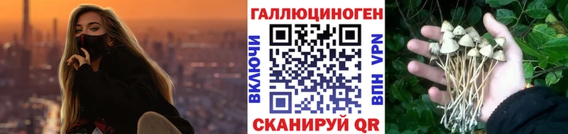 закладки  Сковородино  darknet наркотические препараты  Галлюциногенные грибы GOLDEN TEACHER 